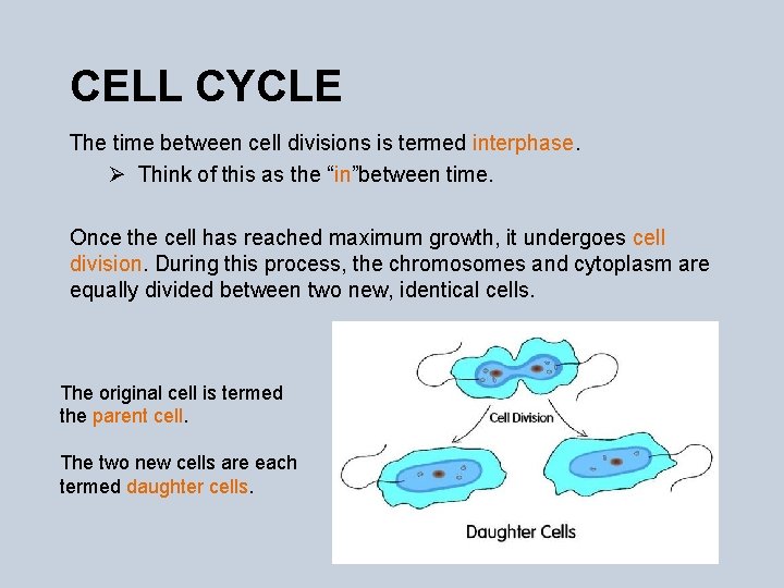 CELL CYCLE The time between cell divisions is termed interphase. Ø Think of this