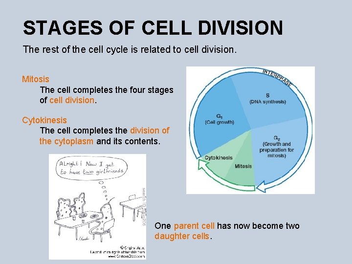 STAGES OF CELL DIVISION The rest of the cell cycle is related to cell