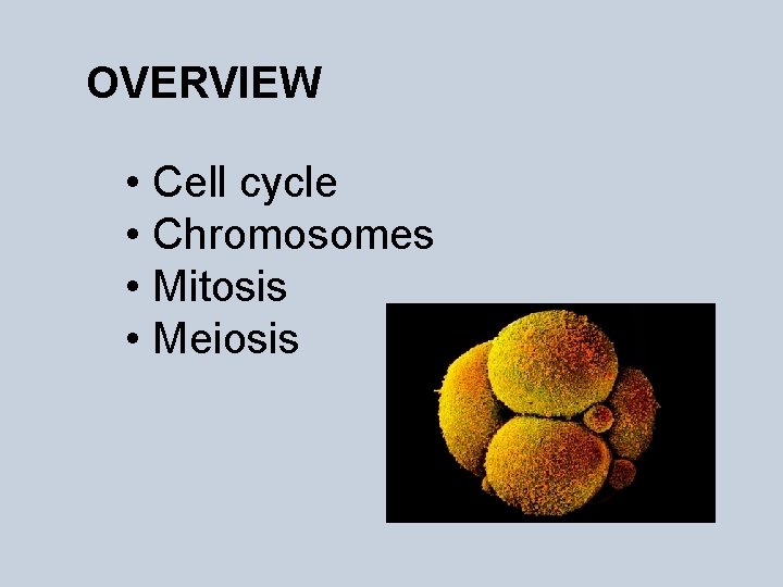 OVERVIEW • Cell cycle • Chromosomes • Mitosis • Meiosis 