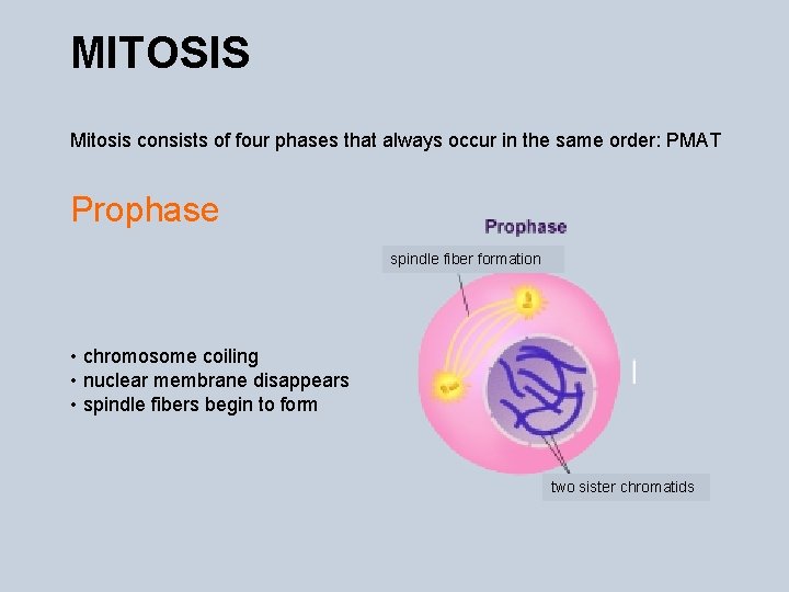 MITOSIS Mitosis consists of four phases that always occur in the same order: PMAT