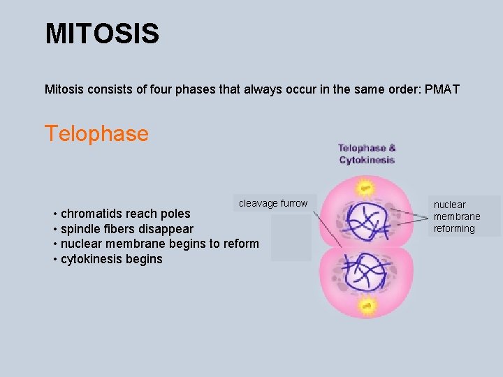 MITOSIS Mitosis consists of four phases that always occur in the same order: PMAT