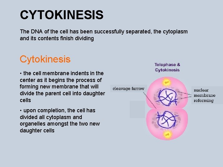 CYTOKINESIS The DNA of the cell has been successfully separated, the cytoplasm and its