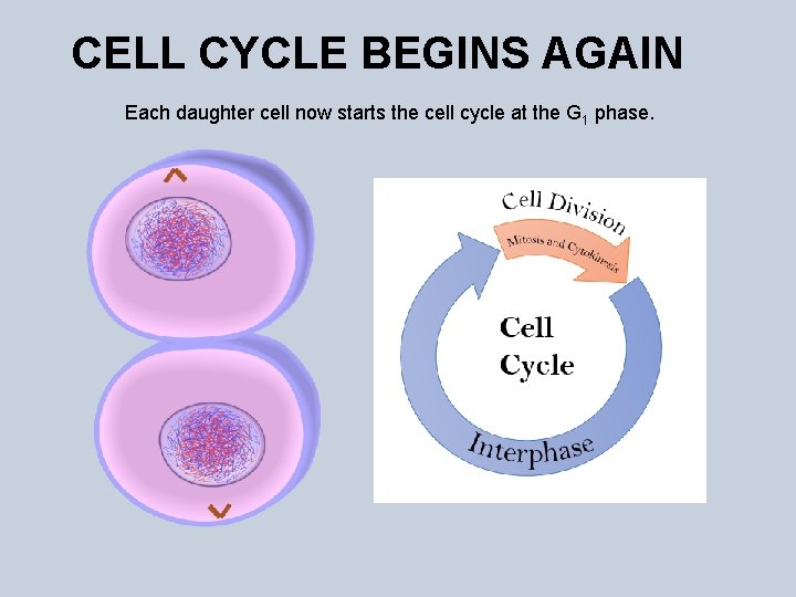 CELL CYCLE BEGINS AGAIN Each daughter cell now starts the cell cycle at the