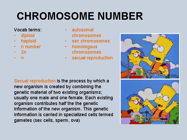 CHROMOSOME NUMBER Vocab terms: • diploid • haploid • n number • 2 n