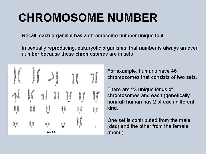CHROMOSOME NUMBER Recall: each organism has a chromosome number unique to it. In sexually