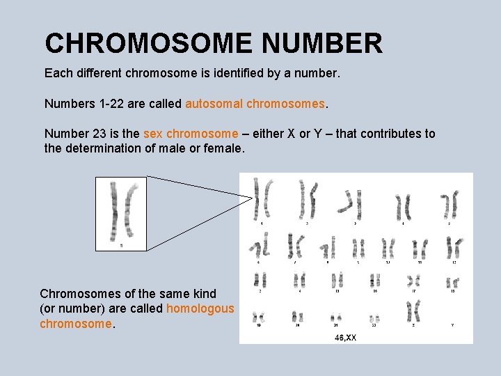 CHROMOSOME NUMBER Each different chromosome is identified by a number. Numbers 1 -22 are