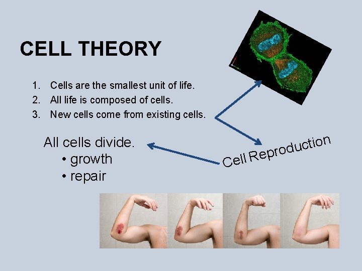 CELL THEORY 1. Cells are the smallest unit of life. 2. All life is