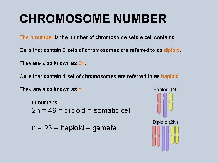 CHROMOSOME NUMBER The n number is the number of chromosome sets a cell contains.