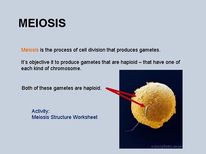 MEIOSIS Meiosis is the process of cell division that produces gametes. It’s objective it