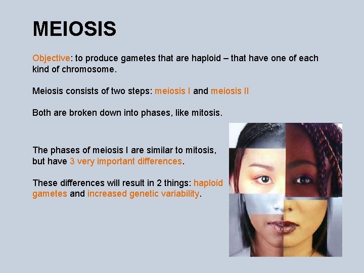 MEIOSIS Objective: to produce gametes that are haploid – that have one of each