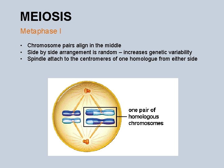 MEIOSIS Metaphase I • Chromosome pairs align in the middle • Side by side