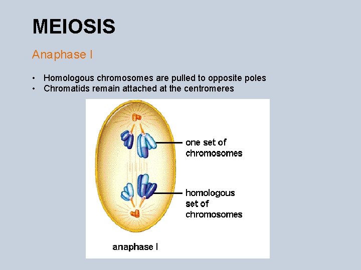 MEIOSIS Anaphase I • Homologous chromosomes are pulled to opposite poles • Chromatids remain