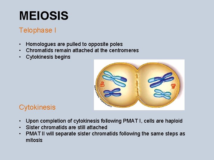 MEIOSIS Telophase I • Homologues are pulled to opposite poles • Chromatids remain attached