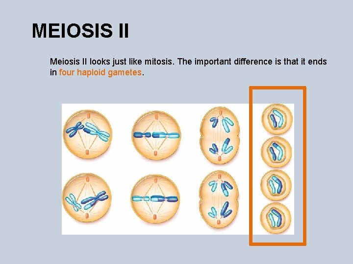 MEIOSIS II Meiosis II looks just like mitosis. The important difference is that it