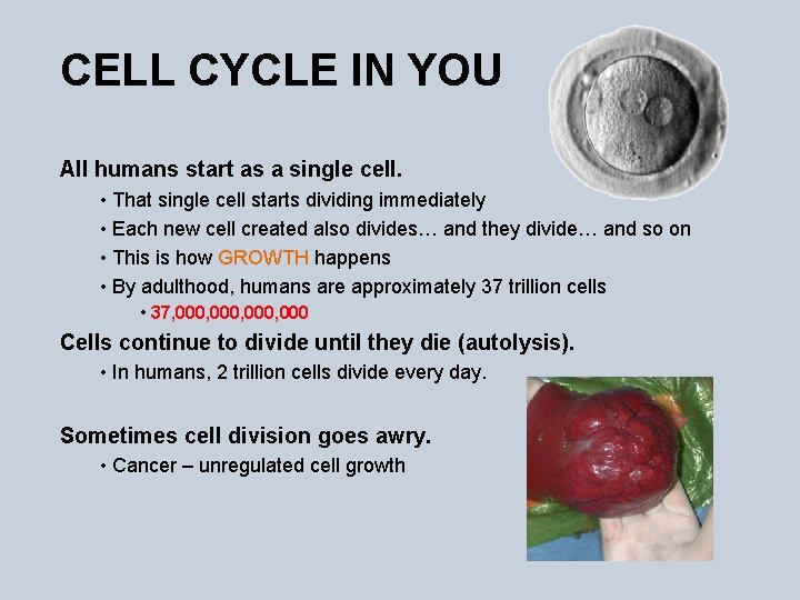 CELL CYCLE IN YOU All humans start as a single cell. • That single