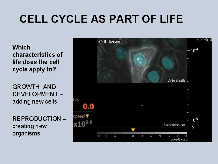CELL CYCLE AS PART OF LIFE Which characteristics of life does the cell cycle