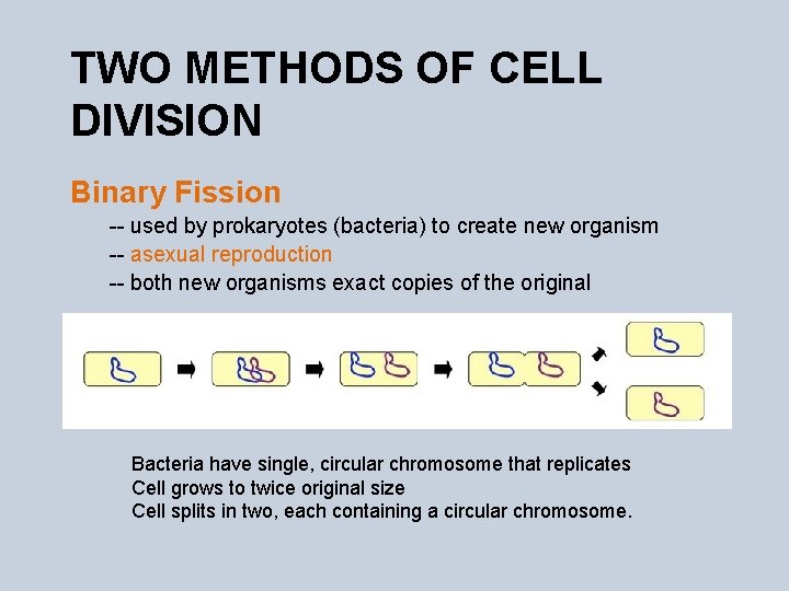 TWO METHODS OF CELL DIVISION Binary Fission -- used by prokaryotes (bacteria) to create