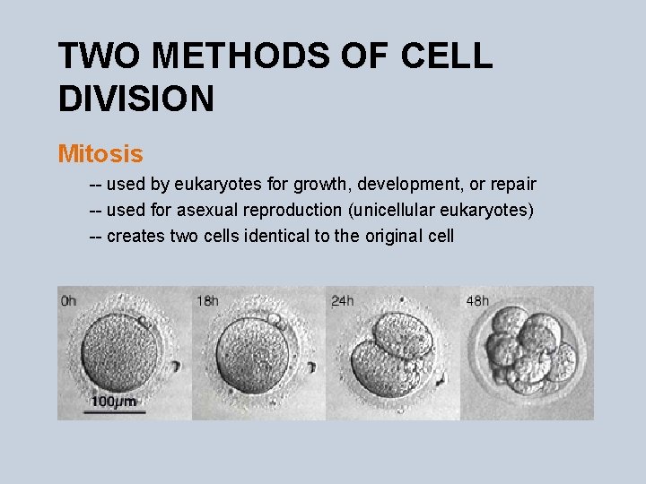 TWO METHODS OF CELL DIVISION Mitosis -- used by eukaryotes for growth, development, or