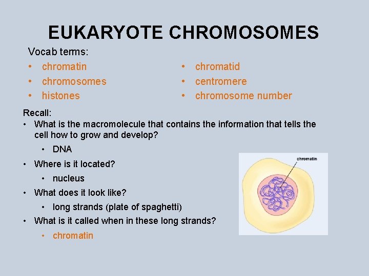 EUKARYOTE CHROMOSOMES Vocab terms: • chromatin • chromosomes • histones • chromatid • centromere