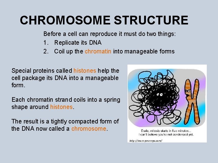 CHROMOSOME STRUCTURE Before a cell can reproduce it must do two things: 1. Replicate