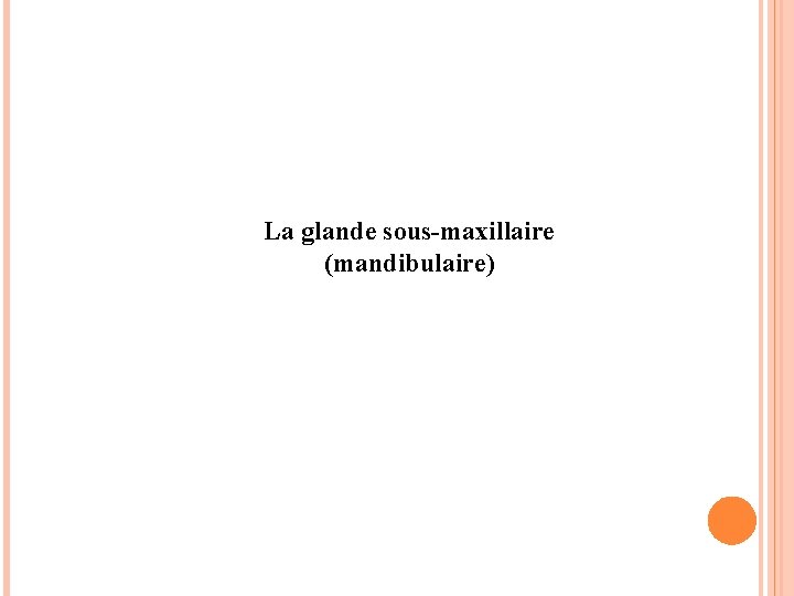 La glande sous-maxillaire (mandibulaire) La glande sous-maxillaire (mandibulaire)