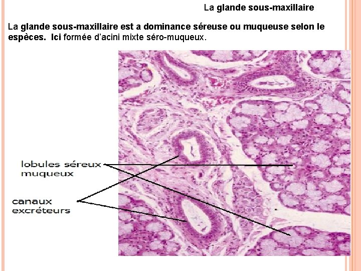 La glande sous-maxillaire est a dominance séreuse ou muqueuse selon le espèces. Ici formée La glande sous-maxillaire est a dominance séreuse ou muqueuse selon le espèces. Ici formée