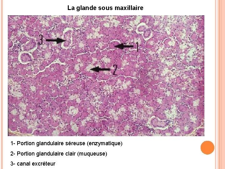 La glande sous maxillaire 1 - Portion glandulaire séreuse (enzymatique) 2 - Portion glandulaire La glande sous maxillaire 1 - Portion glandulaire séreuse (enzymatique) 2 - Portion glandulaire