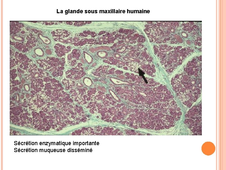 La glande sous maxillaire humaine Sécrétion enzymatique importante Sécrétion muqueuse disséminé La glande sous maxillaire humaine Sécrétion enzymatique importante Sécrétion muqueuse disséminé