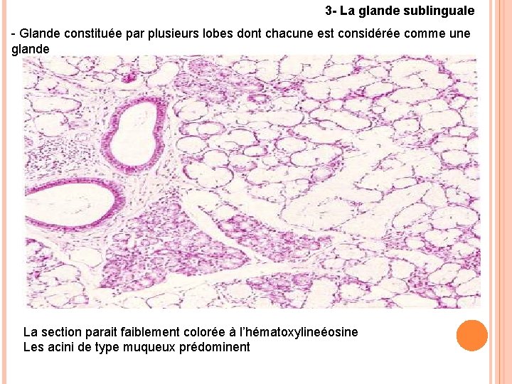 3 - La glande sublinguale - Glande constituée par plusieurs lobes dont chacune est 3 - La glande sublinguale - Glande constituée par plusieurs lobes dont chacune est