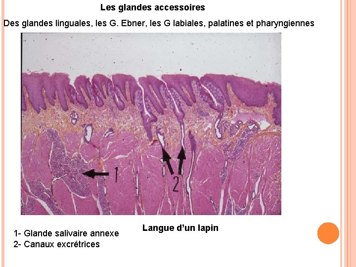 Les glandes accessoires Des glandes linguales, les G. Ebner, les G labiales, palatines et Les glandes accessoires Des glandes linguales, les G. Ebner, les G labiales, palatines et