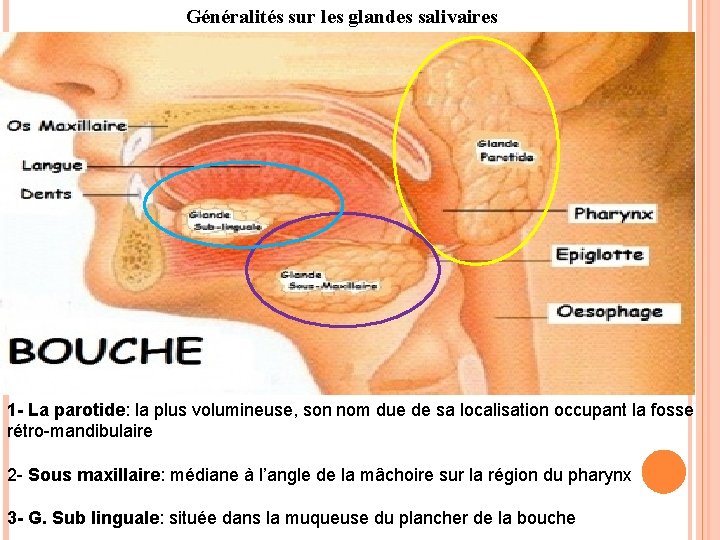 Généralités sur les glandes salivaires 1 - La parotide: la plus volumineuse, son nom Généralités sur les glandes salivaires 1 - La parotide: la plus volumineuse, son nom