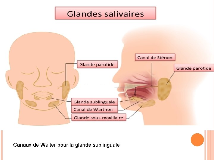Canaux de Walter pour la glande sublinguale Canaux de Walter pour la glande sublinguale