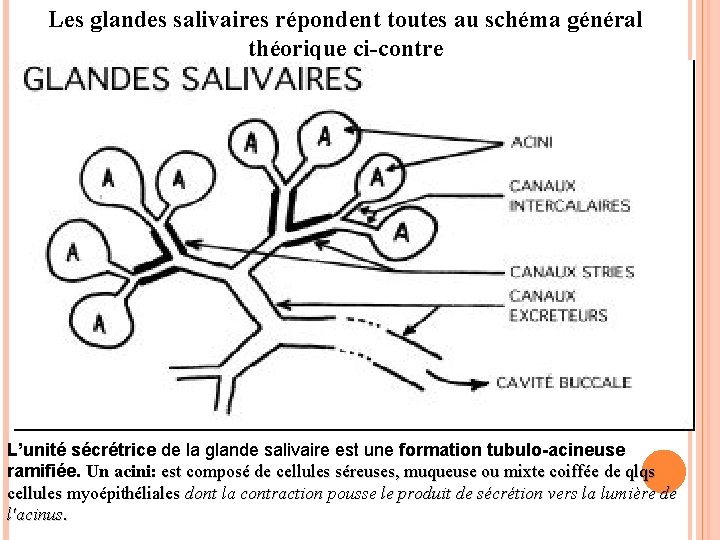 TP N 03 Histologie des glandes salivaires foie — free download