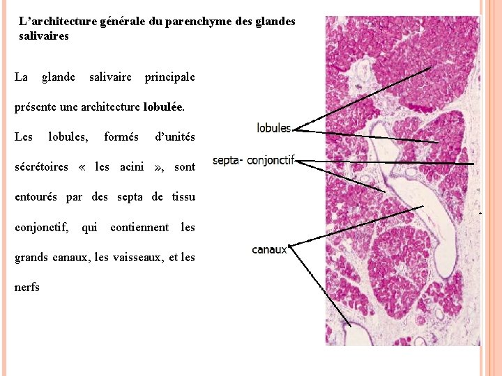 L’architecture générale du parenchyme des glandes salivaires La glande salivaire principale présente une architecture L’architecture générale du parenchyme des glandes salivaires La glande salivaire principale présente une architecture