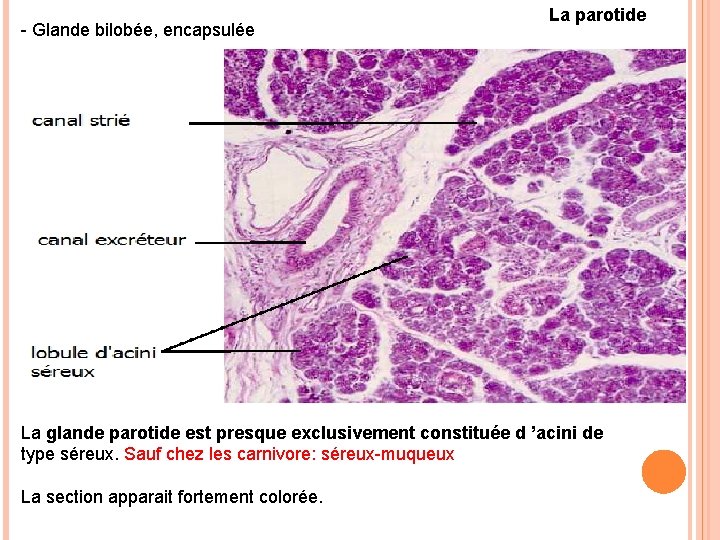 - Glande bilobée, encapsulée La parotide La glande parotide est presque exclusivement constituée d - Glande bilobée, encapsulée La parotide La glande parotide est presque exclusivement constituée d