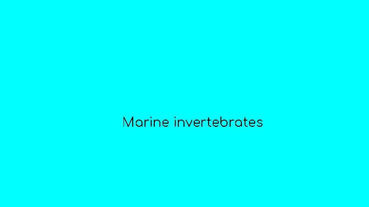 Marine invertebrates 