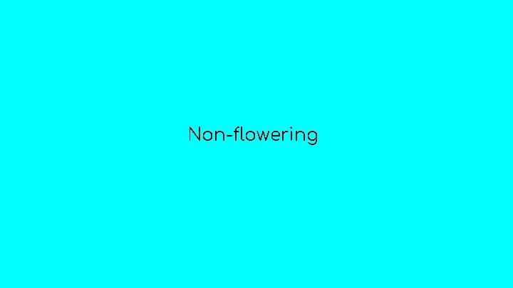 Non-flowering 