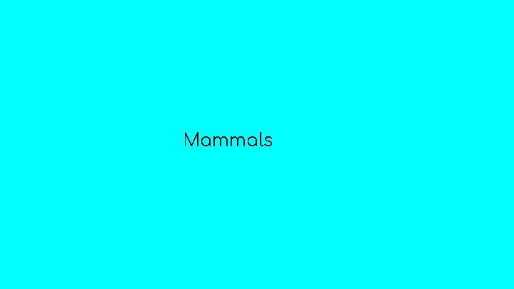 Mammals 