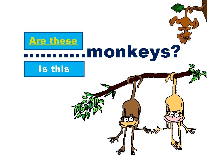 Are these ………. . monkeys? Is this 