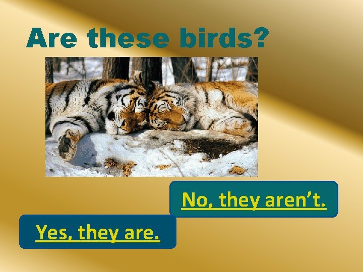 Are these birds? No, they aren’t. Yes, they are. 