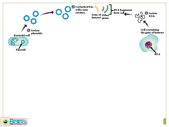 Cut both DNAs with same enzyme. Gene of Other interest genes Bacterial cell Isolate