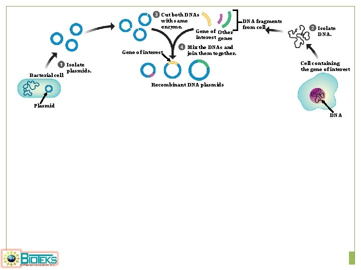 Cut both DNAs with same enzyme. Gene of Other interest genes Gene of interest