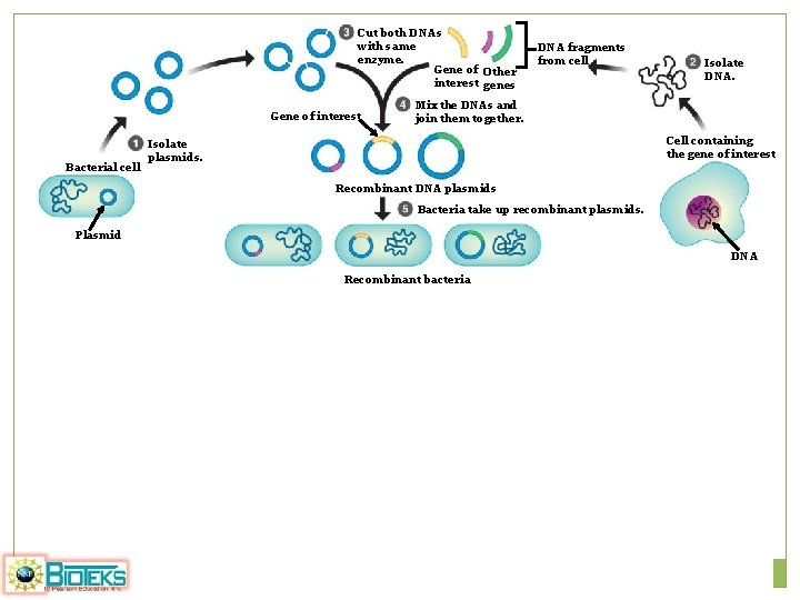 Cut both DNAs with same enzyme. Gene of Other interest genes Gene of interest