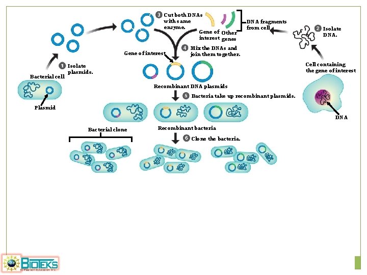 Cut both DNAs with same enzyme. Gene of Other interest genes Gene of interest