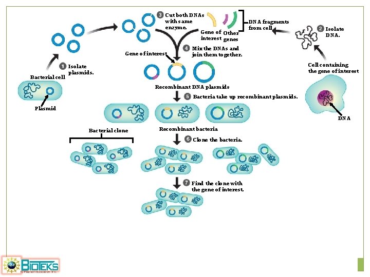 Cut both DNAs with same enzyme. Gene of Other interest genes Gene of interest