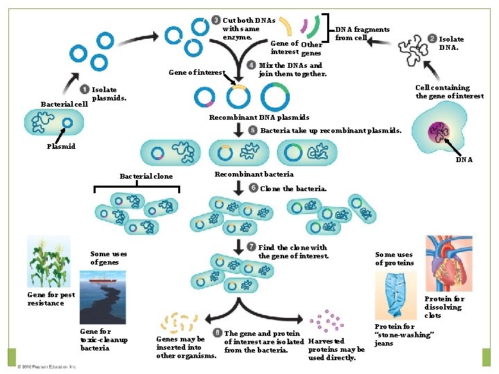 Cut both DNAs with same enzyme. Gene of Other interest genes Gene of interest