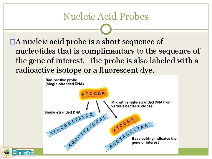 Nucleic Acid Probes �A nucleic acid probe is a short sequence of nucleotides that