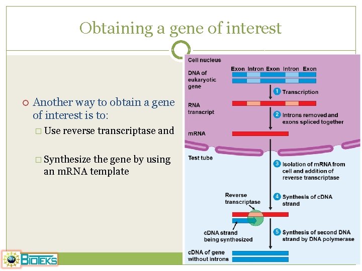 Obtaining a gene of interest Another way to obtain a gene of interest is