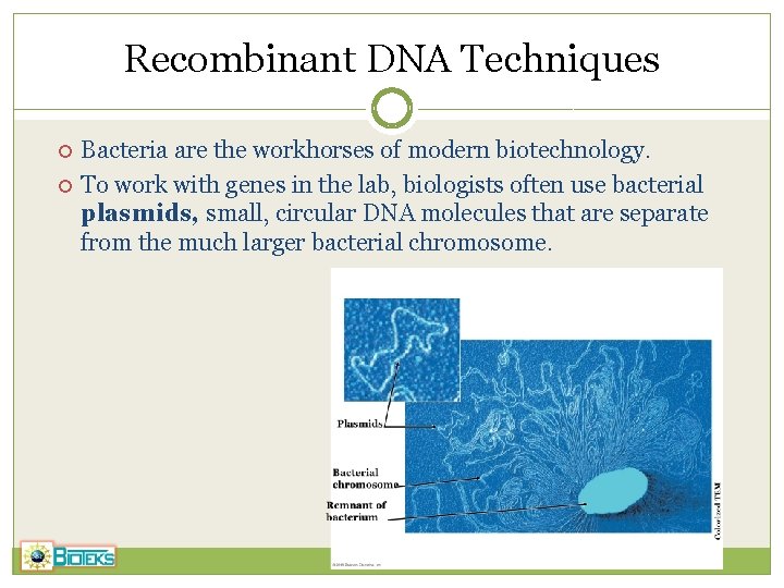 Recombinant DNA Techniques Bacteria are the workhorses of modern biotechnology. To work with genes