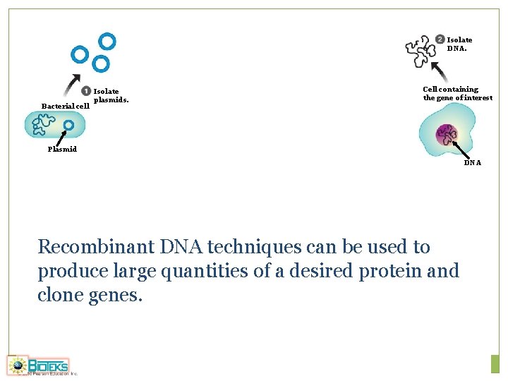 Isolate DNA. Bacterial cell Isolate plasmids. Cell containing the gene of interest Plasmid DNA